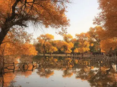 额济纳胡杨林标志性晚霞摄影景观